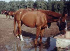 Pferde auf dem Freigelände der Reitschule